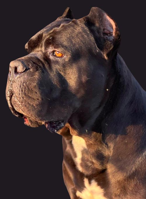 canecorso-main